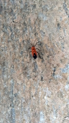 Oncopeltus nigriceps