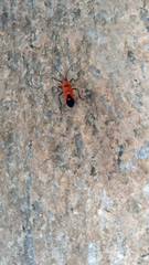 Oncopeltus nigriceps