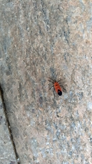 Oncopeltus nigriceps