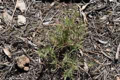 Muhlenbergia alopecuroides