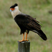 Crested Caracara - Photo (c) Jamie Drake, some rights reserved (CC BY-NC-SA)