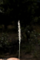 Muhlenbergia alopecuroides