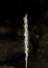 Muhlenbergia alopecuroides