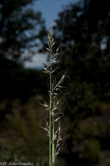 Muhlenbergia montana