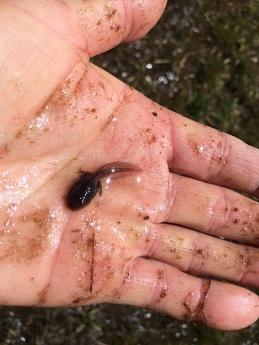 iNaturalist observation photo of Frogs and Toads