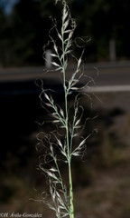 Muhlenbergia montana