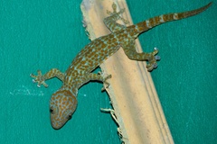 Gekko gecko