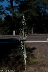 Muhlenbergia montana