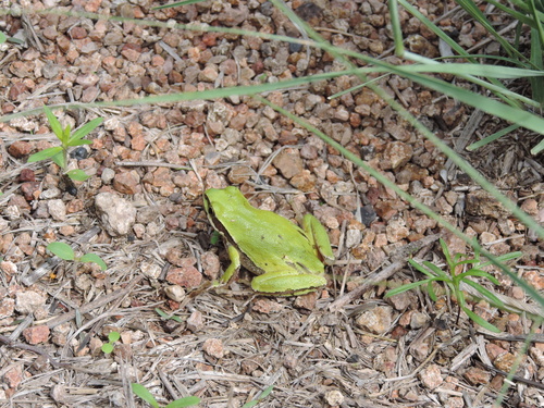 Dryophytes eximius