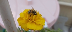 Apis mellifera