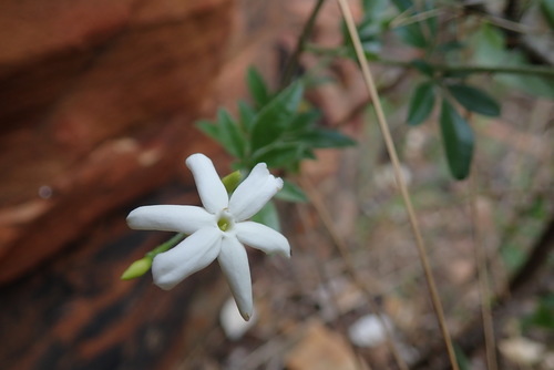 Jasminum quinatum (Jasminum quinatum)