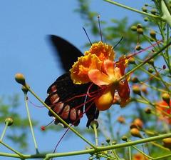 Parides erithalion trichopus