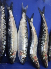 Sardinops sagax