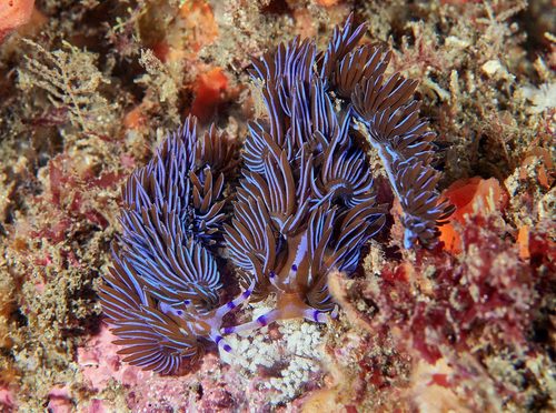 Photo of Blue dragon aeolid (Pteraeolidia ianthina)
