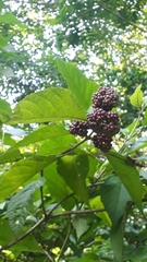 Callicarpa acuminata