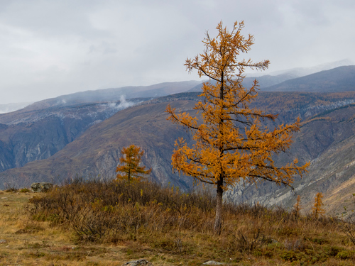 Siberian larch
