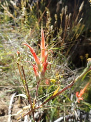 Castilleja minor