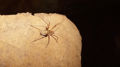 Hadenoecus subterraneus