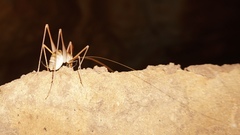 Hadenoecus subterraneus