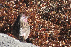 Carpodacus thura