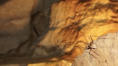 Hadenoecus subterraneus