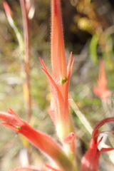 Castilleja minor