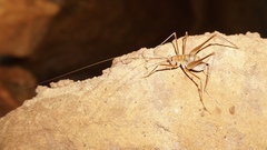 Hadenoecus subterraneus