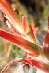 Castilleja minor
