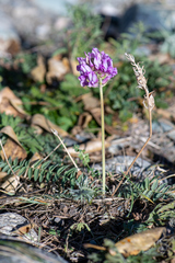 Oxytropis altaica