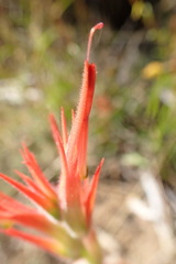 Castilleja minor