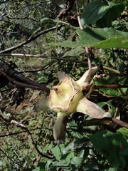 Codonopsis lanceolata