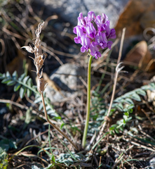 Oxytropis altaica