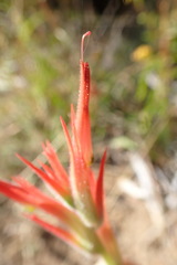 Castilleja minor