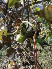 Codonopsis lanceolata