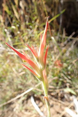 Castilleja minor