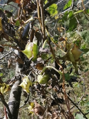Codonopsis lanceolata