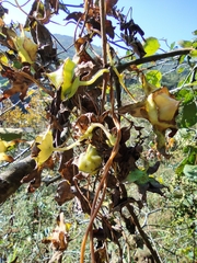 Codonopsis lanceolata