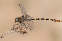 Phyllogomphoides stigmatus