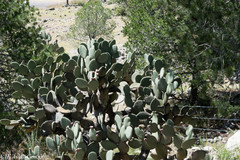 Opuntia durangensis