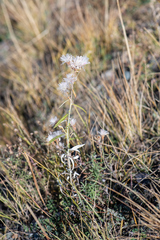 Saussurea salicifolia