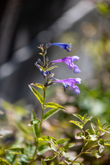 Nepeta sibirica