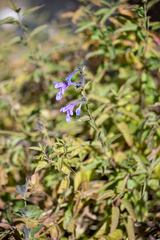 Nepeta sibirica