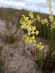 Stackhousia aspericocca