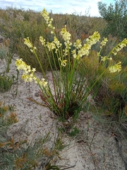 Stackhousia aspericocca