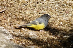 Mycerobas carnipes