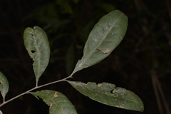 Guioa semiglauca