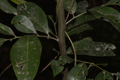 Guioa semiglauca