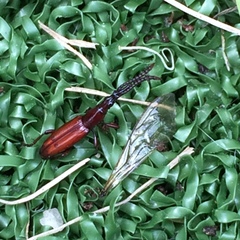 Amorphocephalina