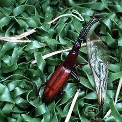 Amorphocephalina
