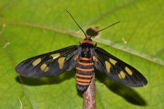 Eressa angustipenna